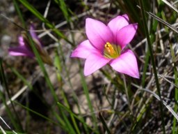 Romulea camerooniana flower
